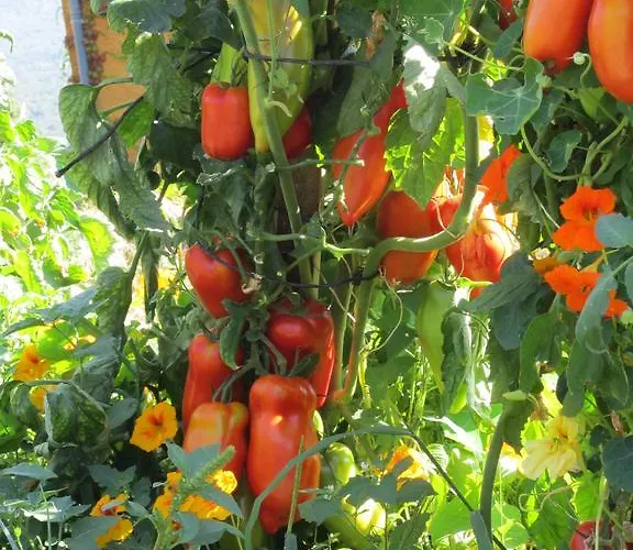 A Pianella Gæstehus 3*