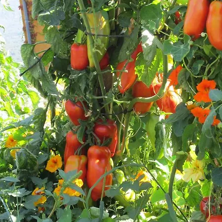 A Pianella Gæstehus 3*