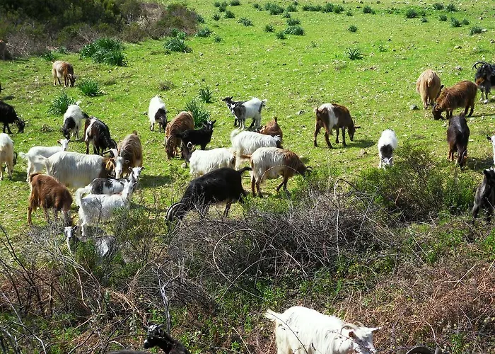 A Pianella 招待所 Castirla